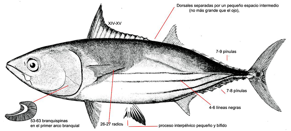 Katsuwonus pelamis_01.jpg